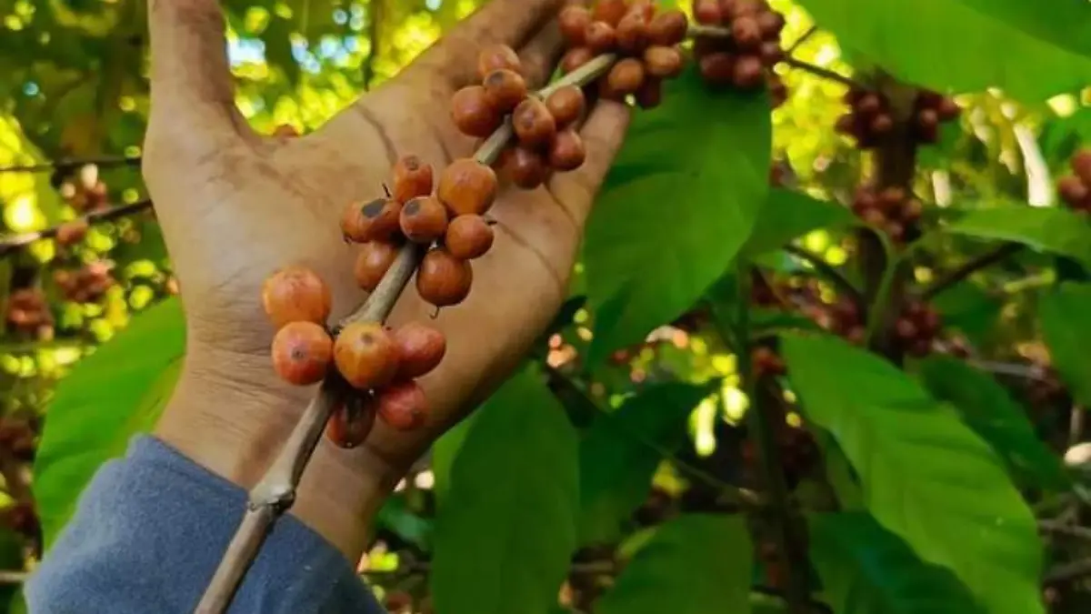 planta de café